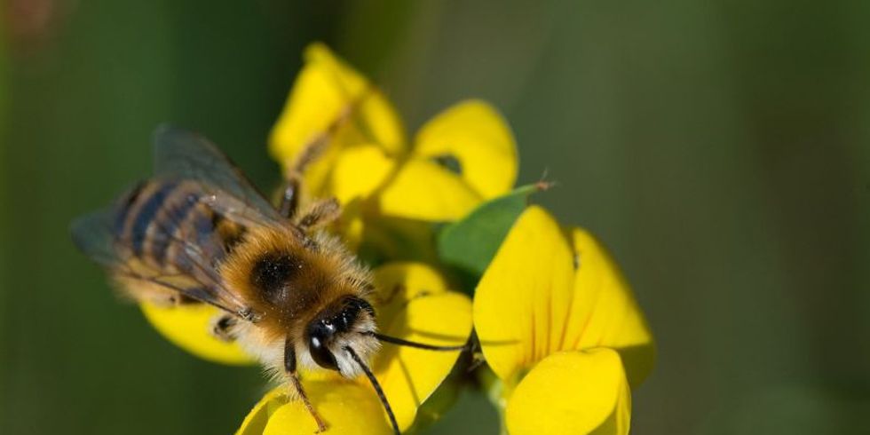 Wildbiene auf Blüte von Anneli Krämer