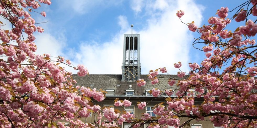 Kirschblüte Mathilde-Jacob-Platz