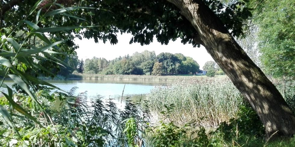 Blick durch ein Gebüsch auf einen See