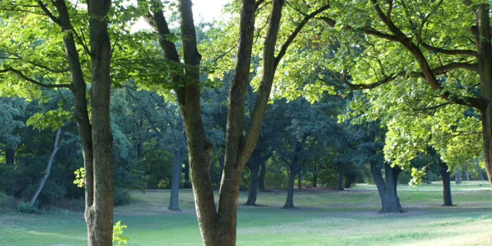 Volkspark Hasenheide in Neukölln