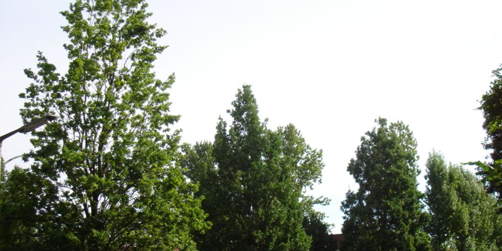 Strassenbaum
