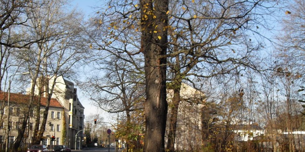 Straße vor Schönholz