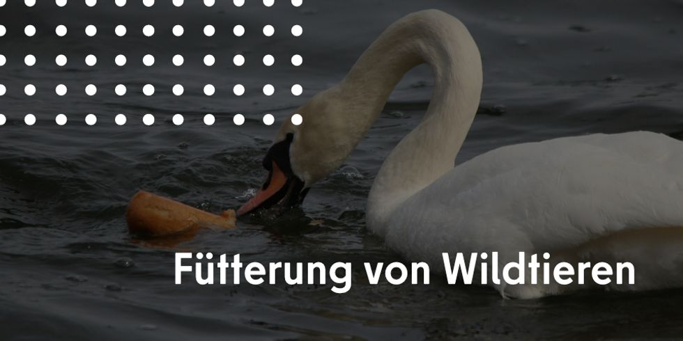 Fütterung von Wildtieren