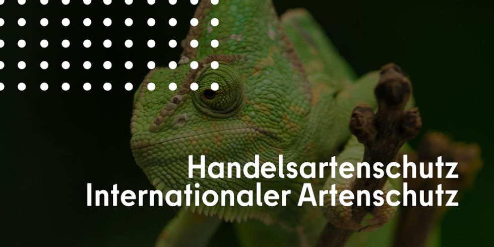 Fütterung von Wildtieren