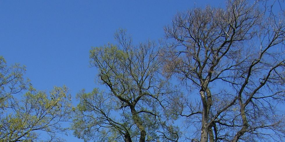 Baumschnitt