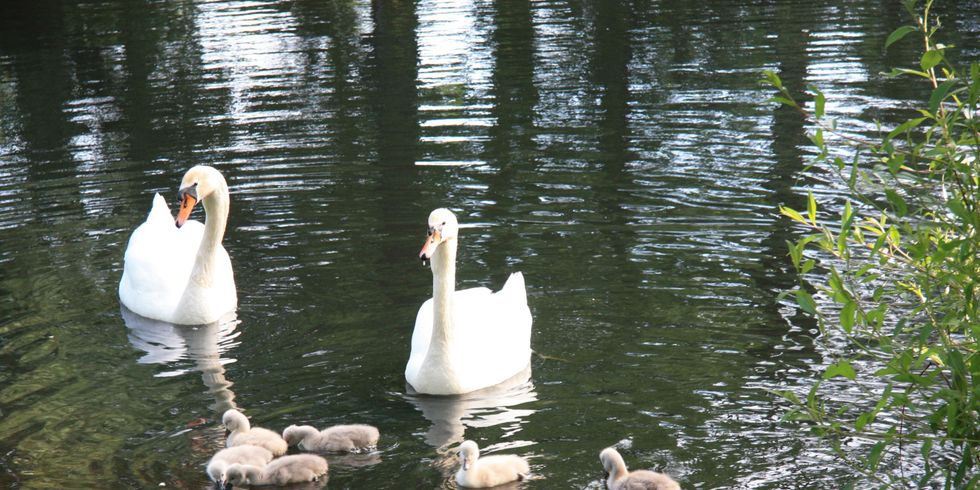 Schwäne im See
