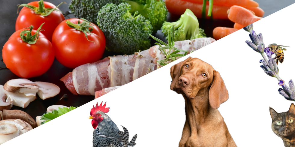 Tomaten, Brokkoli, Karotten, braune Champions und in Schinken gewickeltes Fleisch auf einer Schiefertafel. Ein schwarz-weiß gemusterter Hahn neben einem rotbraunen Hund und einer Schildpattkatze. Darüber eine Biene auf einer Lavendelblüte.