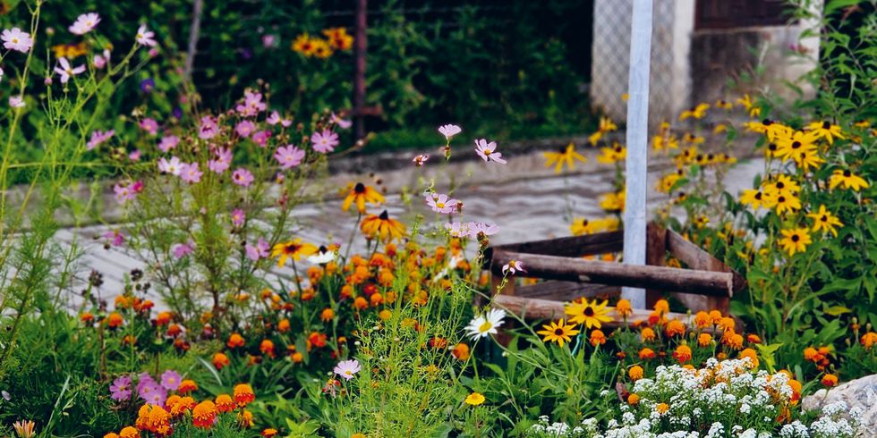 Blühende Blumen in einer Baumscheibe