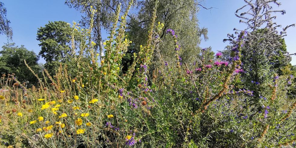 Verschiedene blühende Blumen auf einer Natursteinmauer