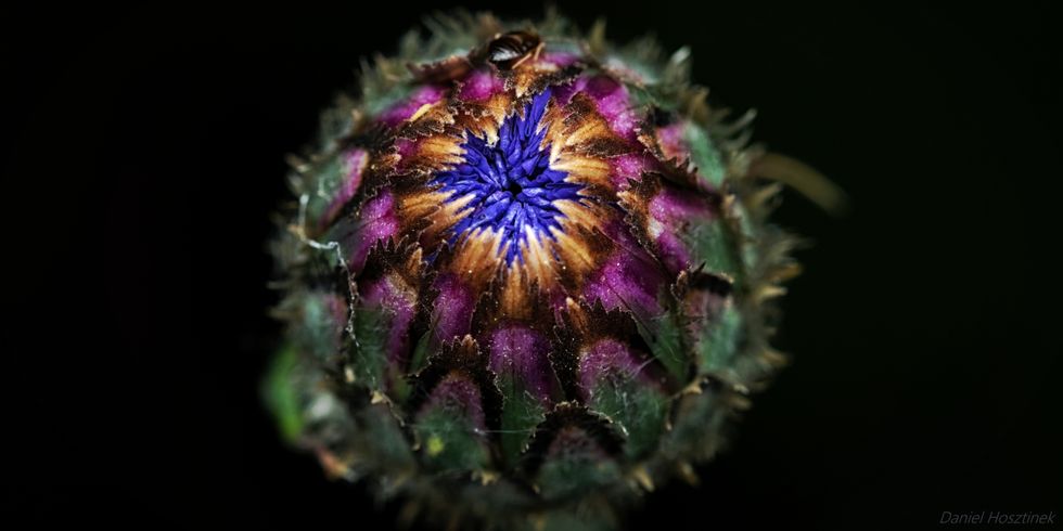 Kornblume