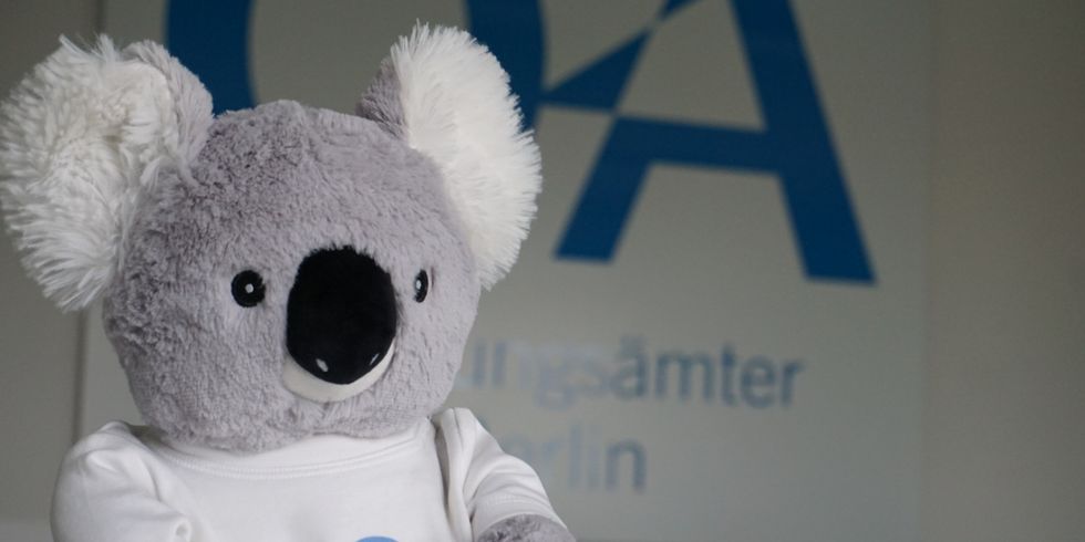 Plüschtier Oskar Koala im Klassenzimmer