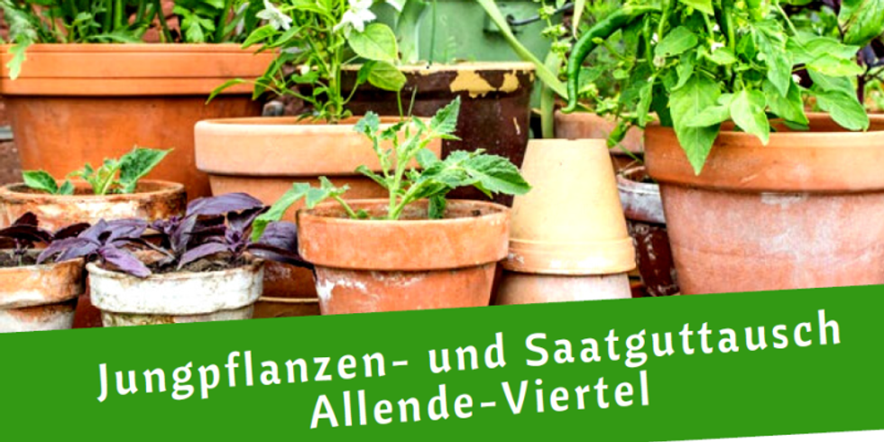 Jungpflanzen- und Saatguttausch im Allende-Viertel