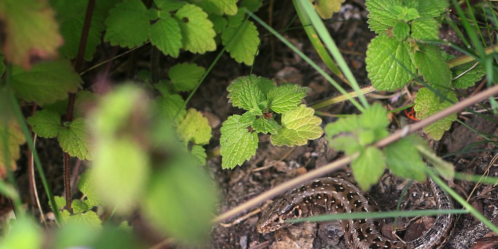 Zauneidechse versteckt sich im Gehölz