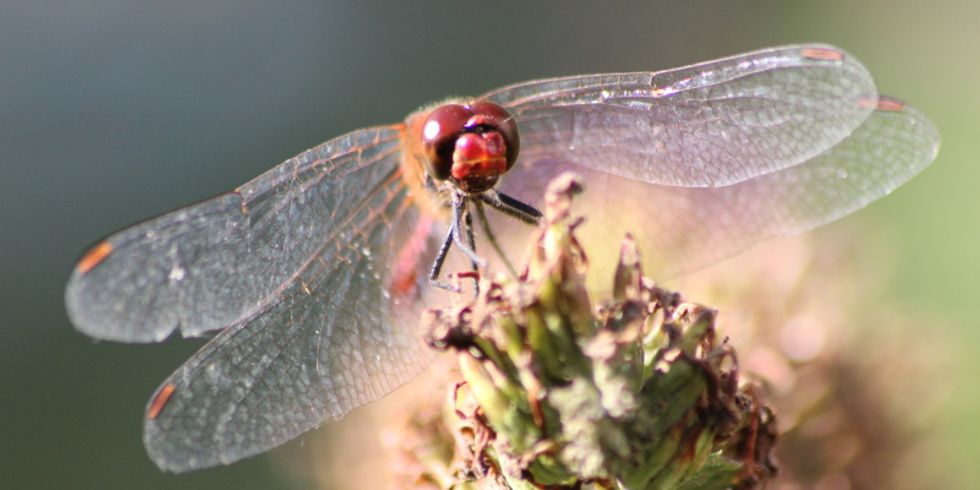 Heidelibelle