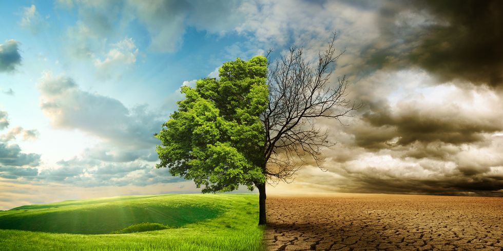 Baum bei Unwetter