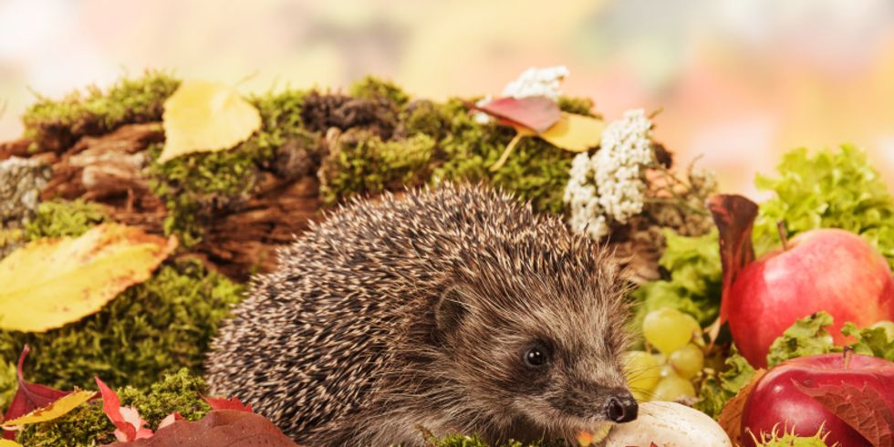 Igel auf Blätter