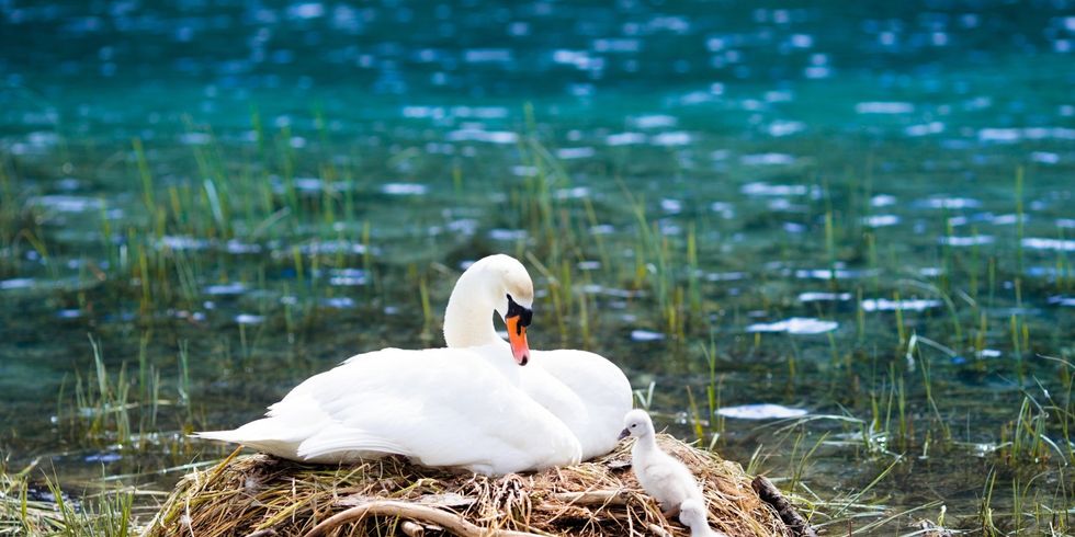 Schwan-Nest - Mutter mit Kind