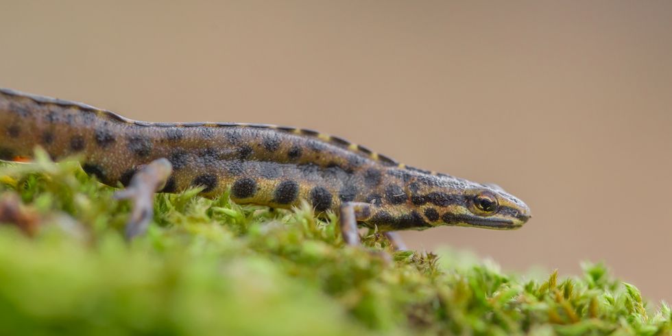 Teichmulch (Triturus vulgaris)