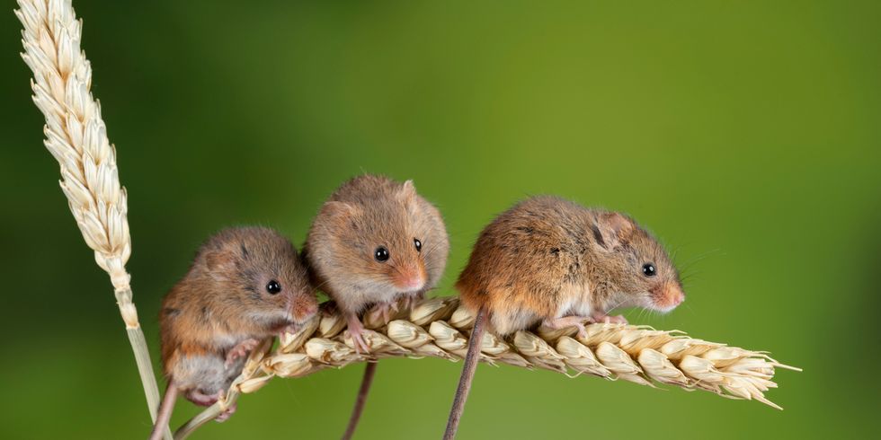 Zwergmaus (micromys minutus)