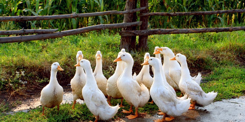 Weiße Gänse auf ländlichem Bauernhof