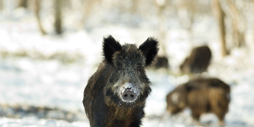 Wildschwein im Schnee