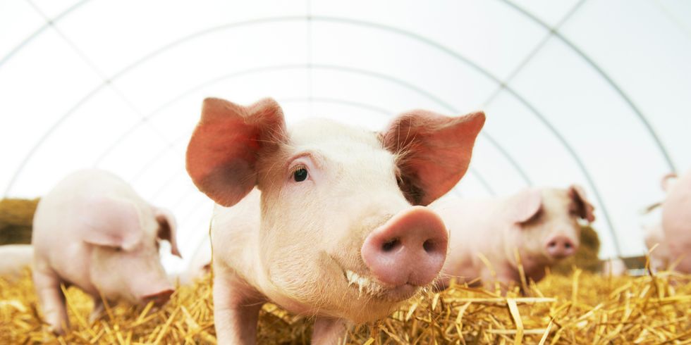 Schweine im Stroh
