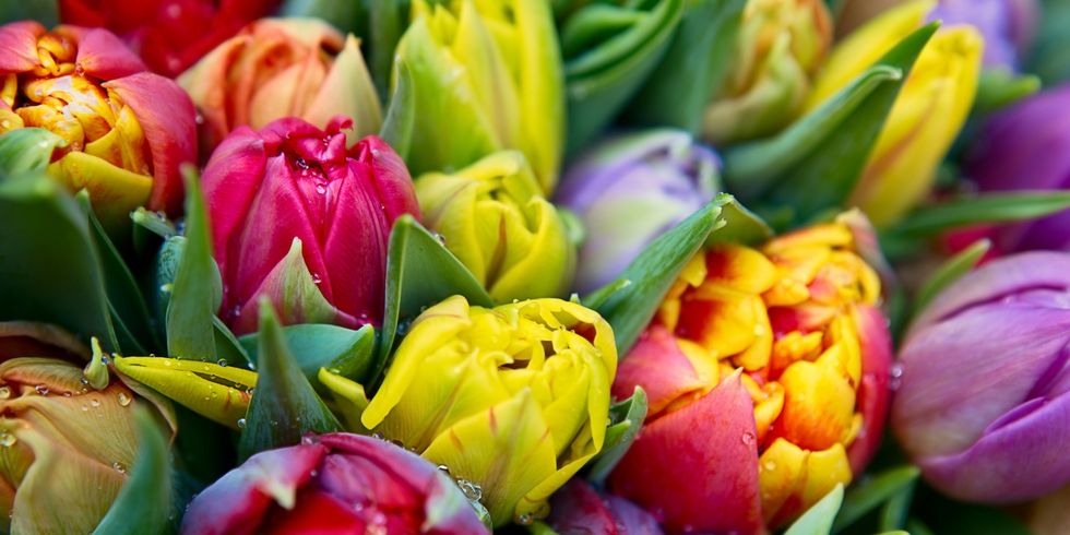 Tulpenstrauss