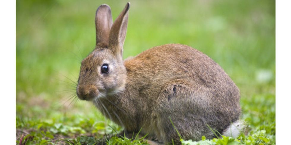 Wildkaninchen (Oryctolagus cuniculus)