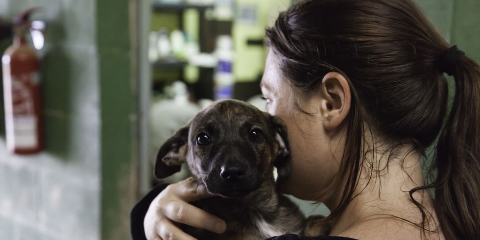 Ängstlicher Hund auf dem Arm einer Frau