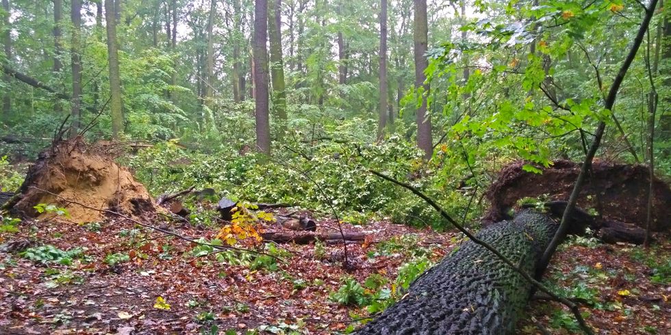 Sturmschaden im Wald