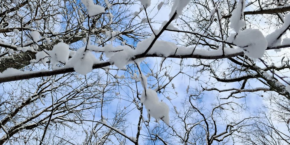 Schnee auf Bäumen