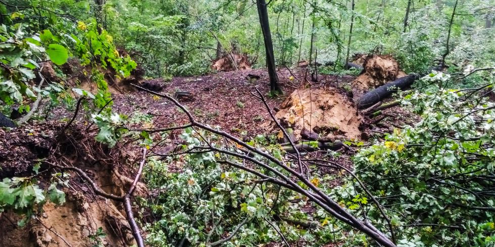Sturmschäden im Wald
