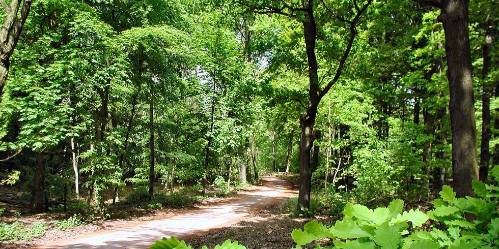 Waldweg