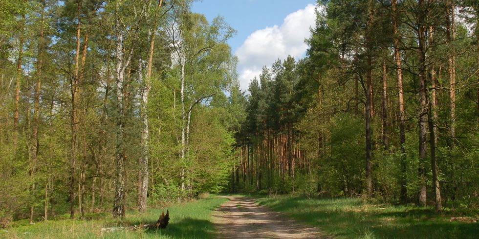 Waldweg