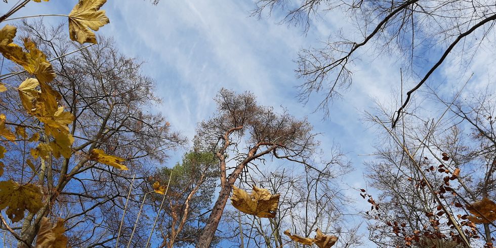 Waldzustandsbericht 2020 des Landes Berlin