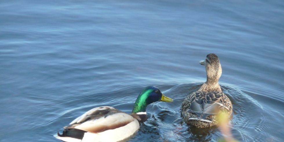 Enten