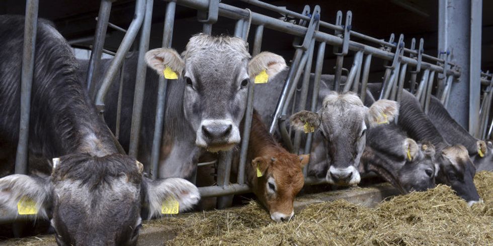 Rinder in einer Stallanlage fressen Stroh
