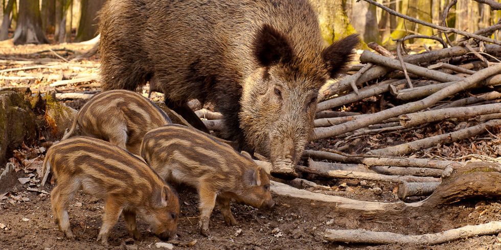Wildschweine Bache und Frischlinge