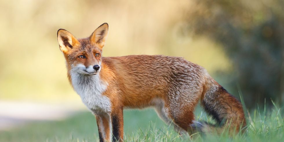 Ausgewachsener Rotfuchs steht auf einer Wiese