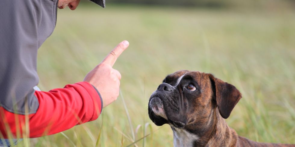 Mann hält seinen Zeigefinger ermahnend vor das Gesicht seines Hundes