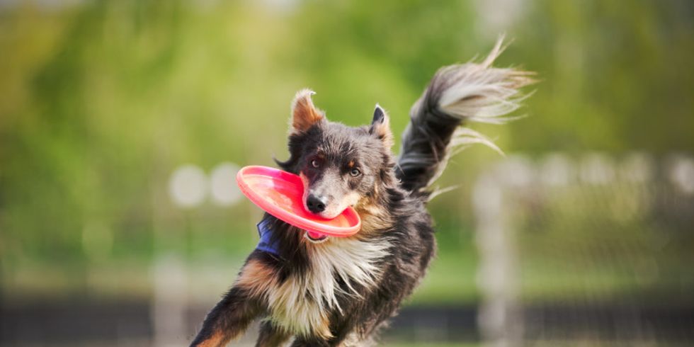Border Collie bringt Frisbee