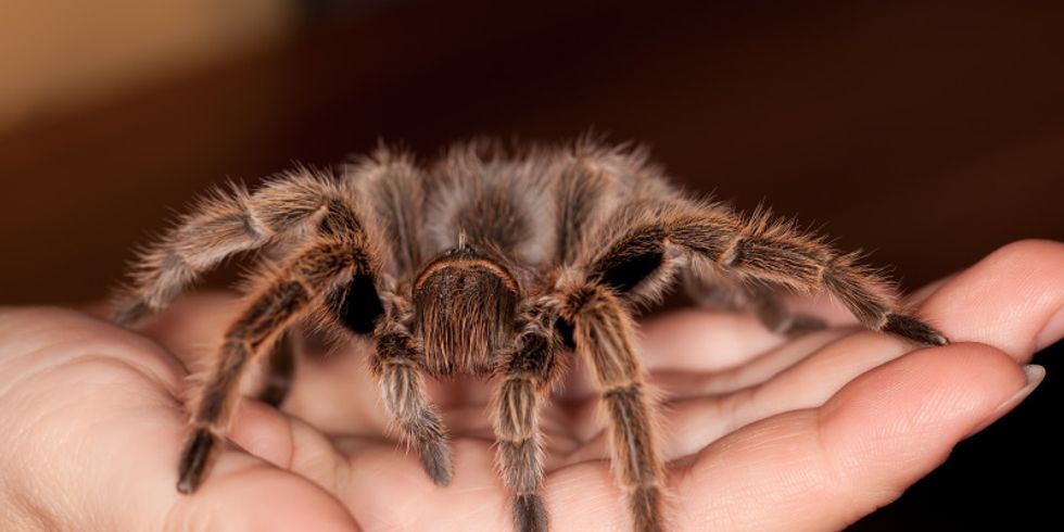 Vogelspinne sitzt auf einer Hand