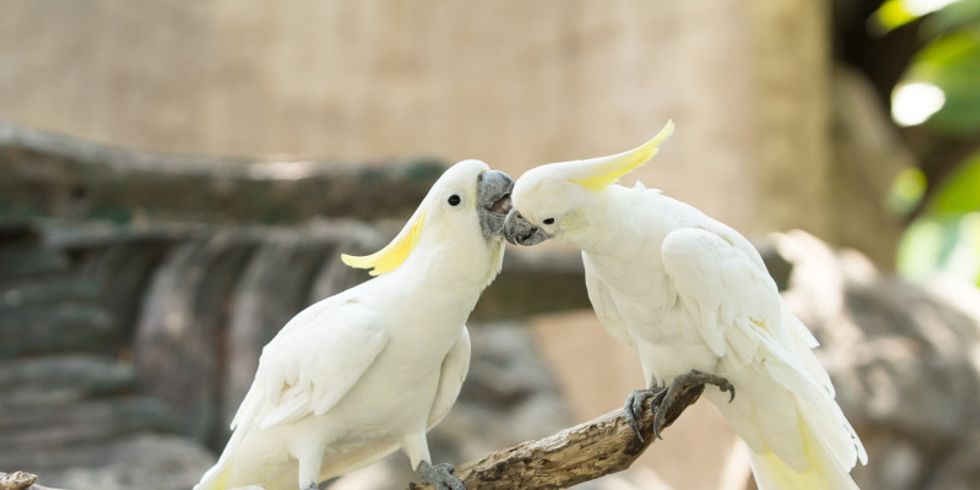 Kakadus,Cacatua galerita