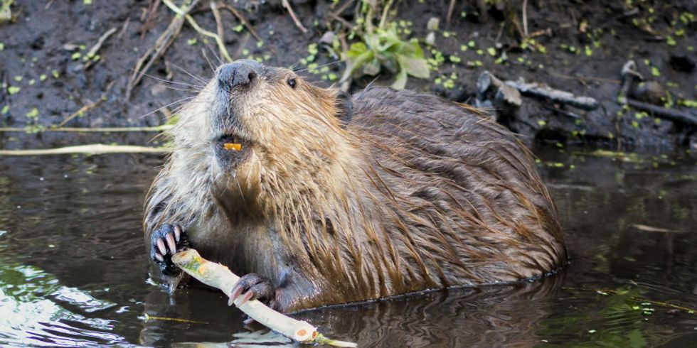 Biber im Wasser