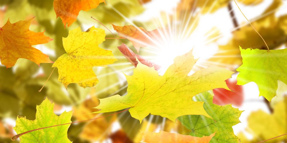Herbstlaub