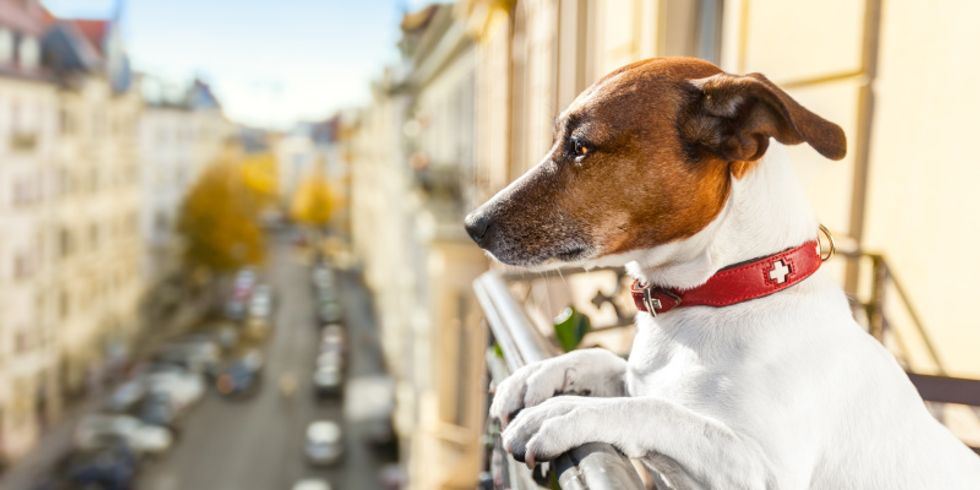 Hund blickt von einem Balkon herunter auf eine Straße in der Großstadt