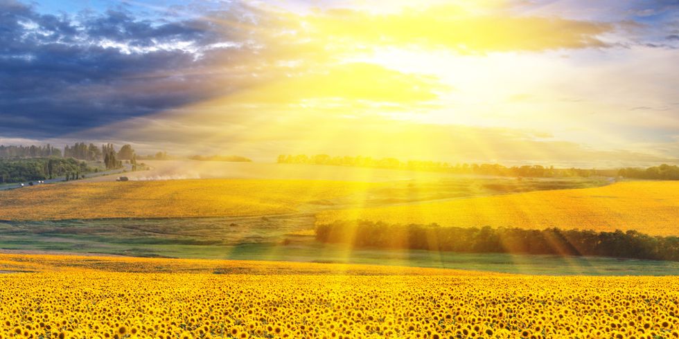 Sonnenaufgang über einem Sonnenblumenfeld