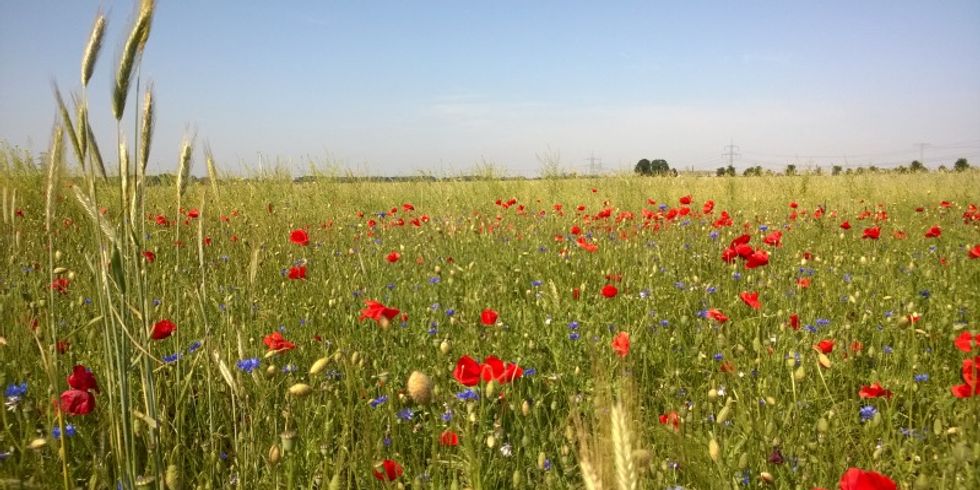 Sommerblumen am Weg von lindenberg nach Karow Nord