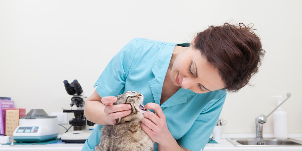 Junge Tierärztin untersucht Katze