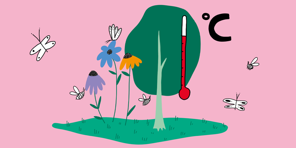 Zeichnung von verschiedenen Pflanzen und Insekten neben einem Thermometer